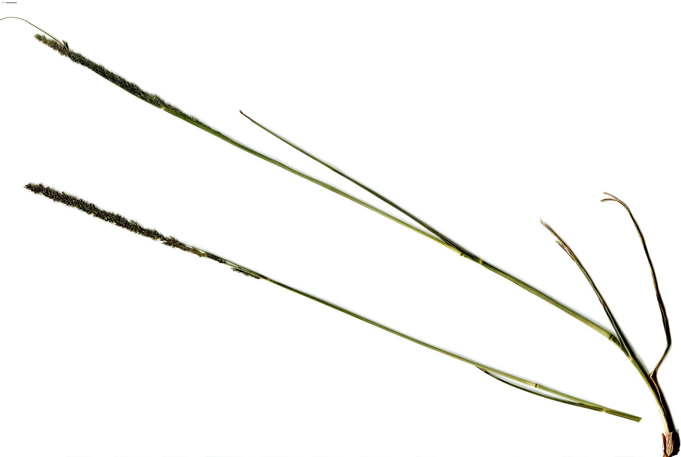 Sporobolus indicus (Poaceae)